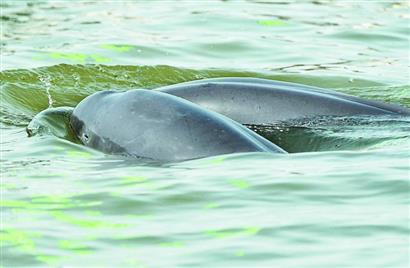 鄱阳湖和西江江豚相继入鄂三省江豚月底相会何王庙