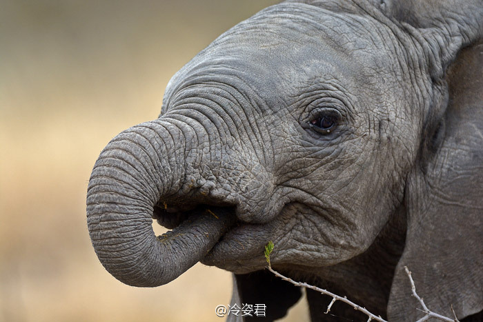 尤其是在离开妈妈没有喝奶的时候,象宝宝会利用吸吮象鼻来使自己得到