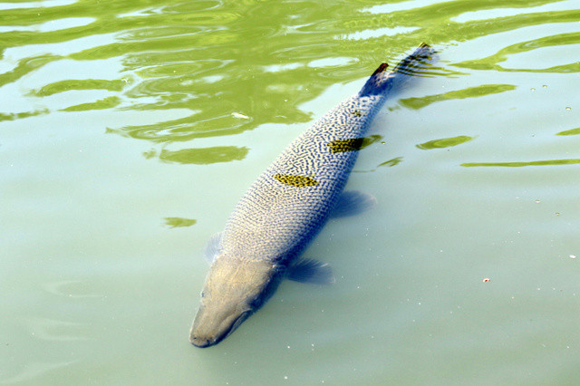 日本名古屋城現巨型食肉魚 體長超1米仍在成長 中新網6月15日電據日媒