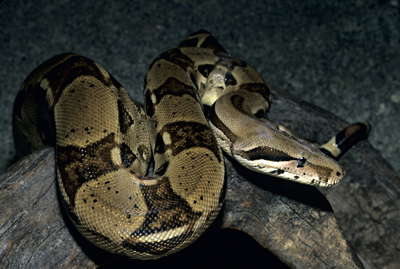 5米大蟒捕捉:怕其伤人又忧其被吃