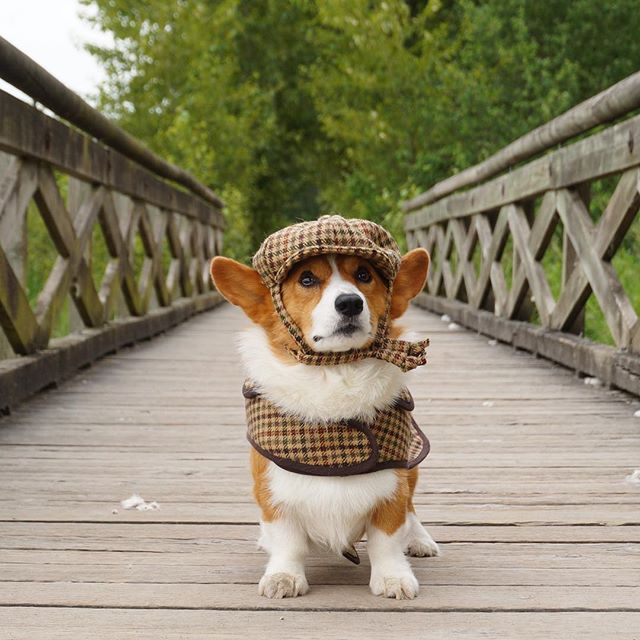 那只给我们带来无数欢笑的柯基loki昨晚因病离世