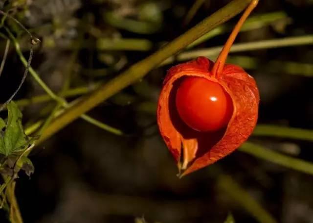 又名红姑娘,挂金灯,戈力,灯笼草,洛神珠,泡泡草等,北方称为菇蔫儿