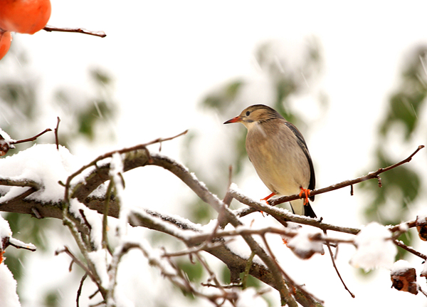 雪后红枫 俏雪压红枫,红枫赤更艳.