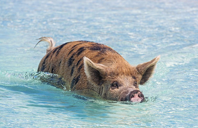 巴哈马群岛的猪图片