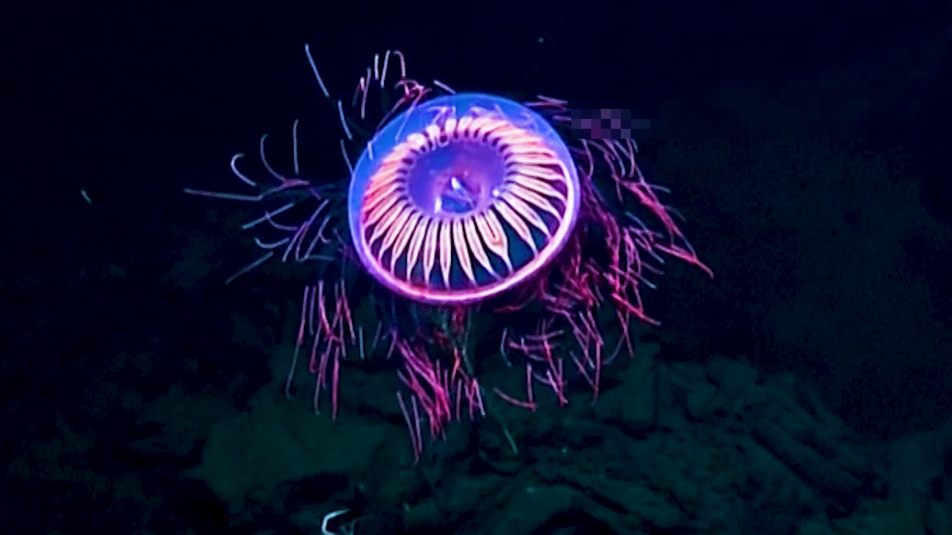 墨西哥深海发现罕见水母如烟花般绚烂